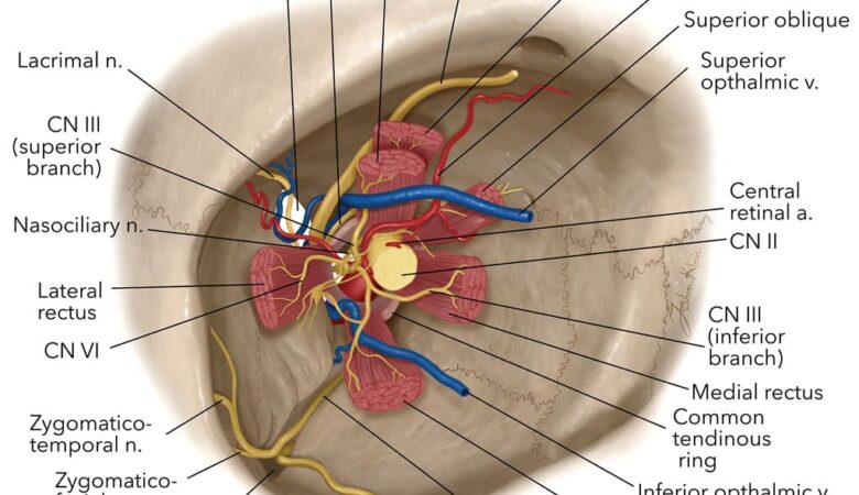 Understanding Orbital Tumors: Lacrimal and Neural